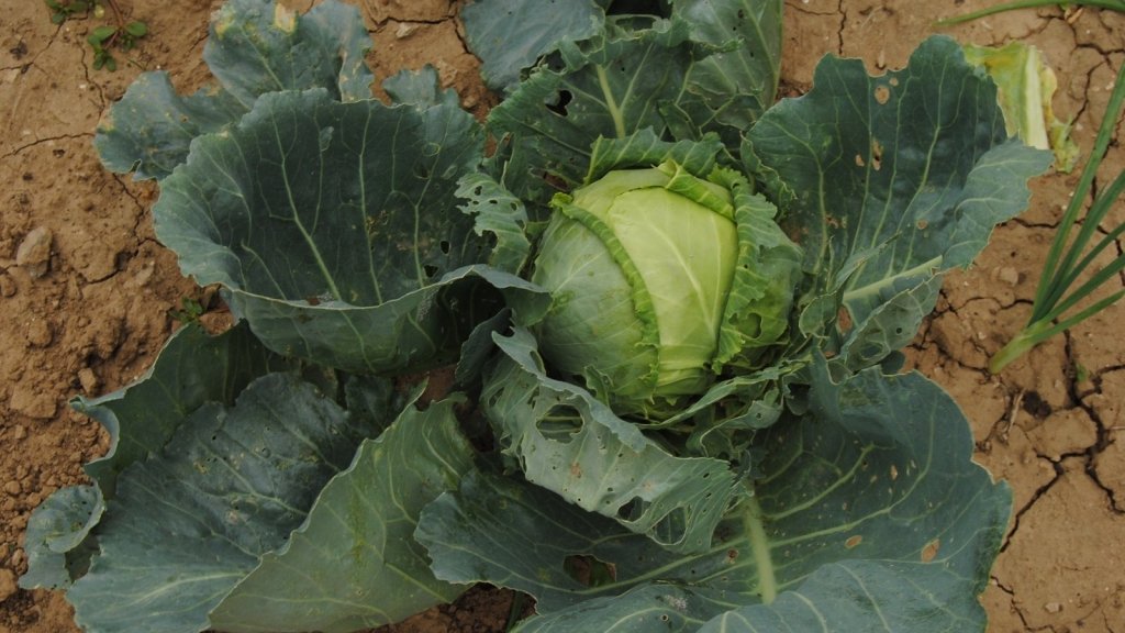 Why Your Cabbages Are Not Forming Heads (and How to Fix It) - Happy Valley Seeds