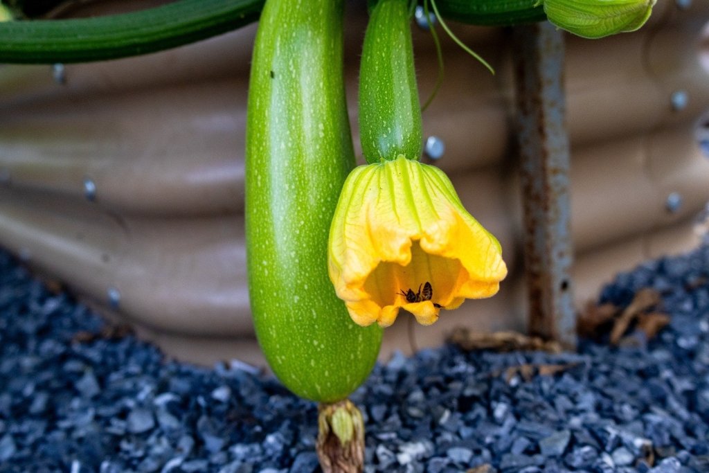 Why Your Zucchini Keeps Flowering But Not Fruiting, and How to Fix It - Happy Valley Seeds