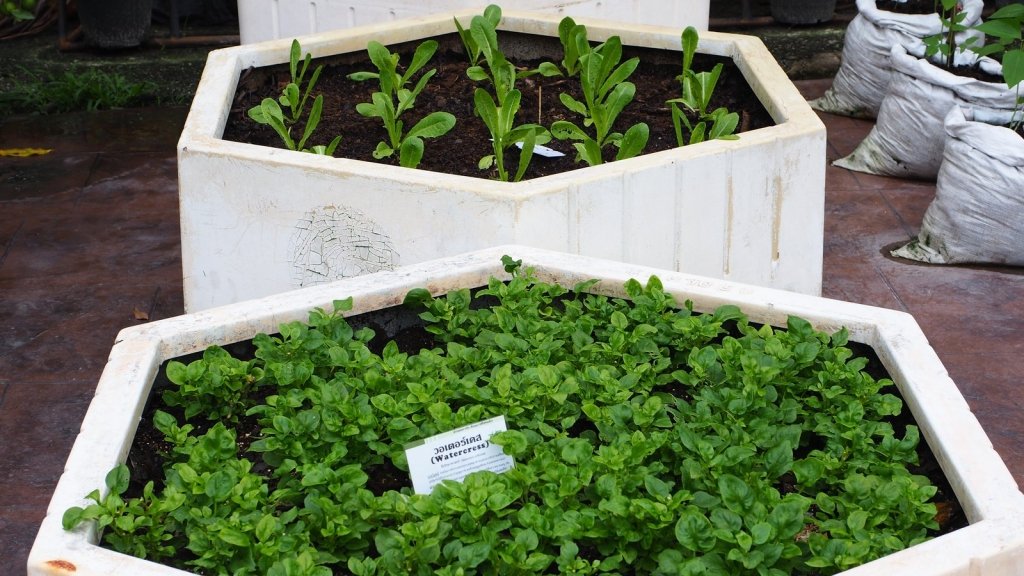 Wicking Beds and Wicking Boxes: Self-Watering Gardens for Dry Summers - Happy Valley Seeds