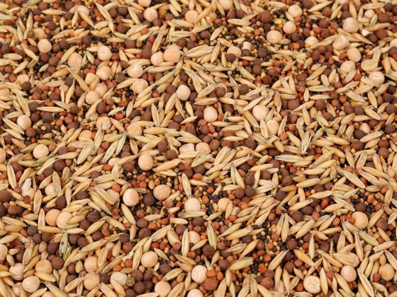 Winter Cover Crops by Climate Zone: What to Sow and When