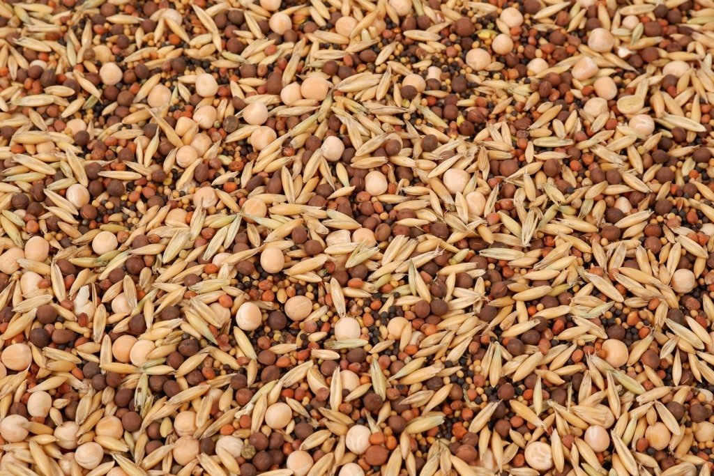 Winter Cover Crops by Climate Zone: What to Sow and When - Happy Valley Seeds