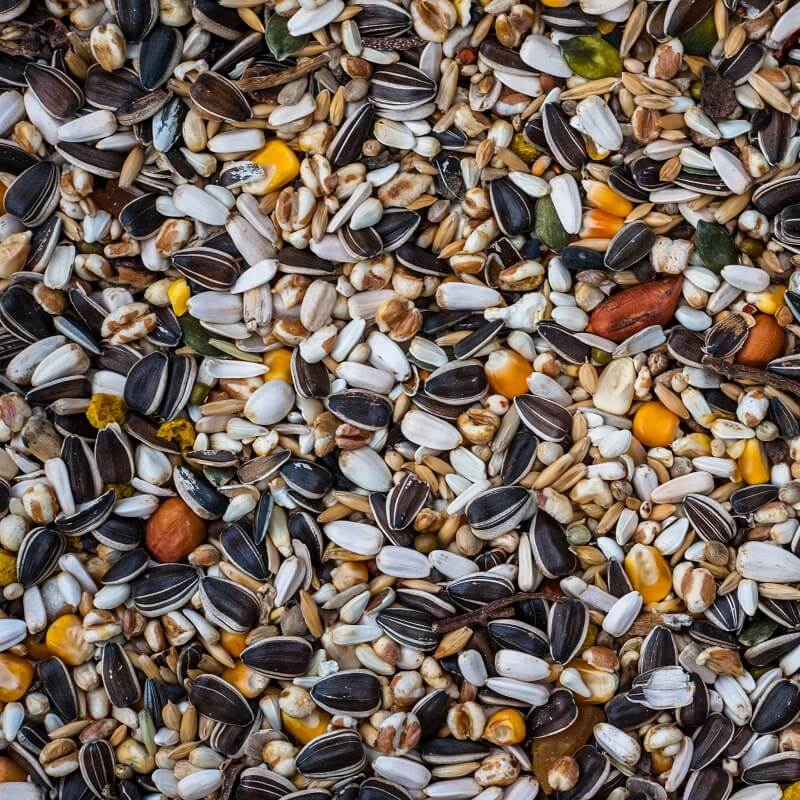 BULK Seeds Happy Valley Seeds