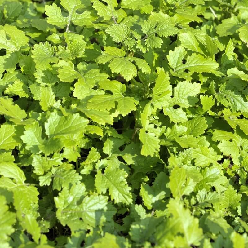 Green Manure seeds - Happy Valley Seeds