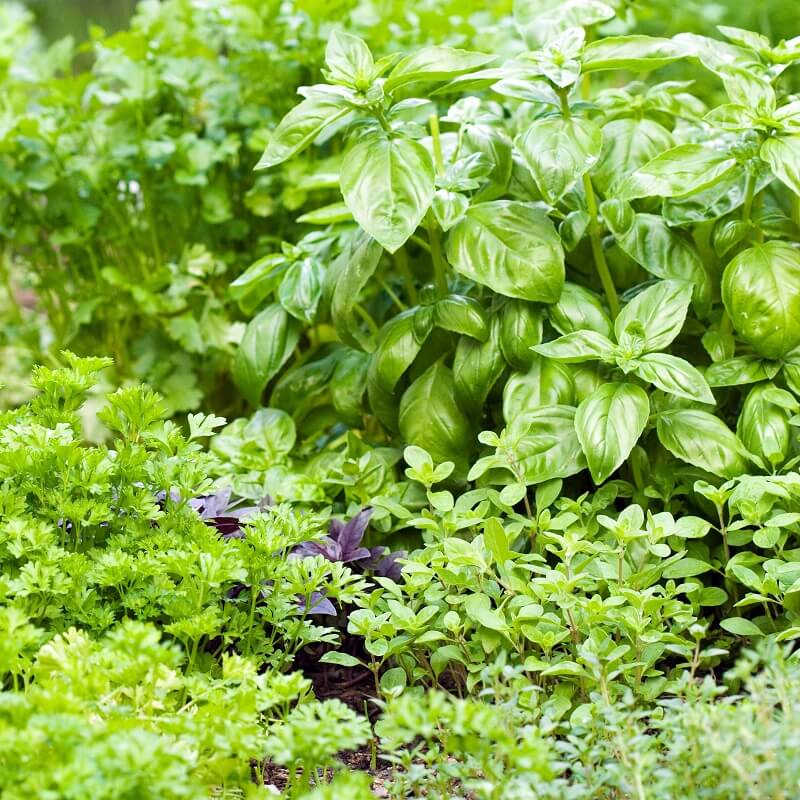 Herb seeds - Happy Valley Seeds