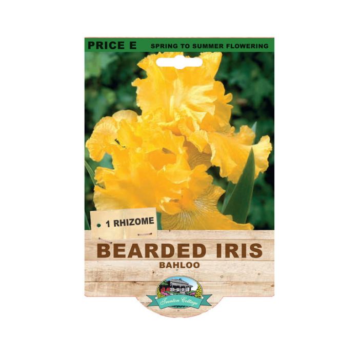 Bearded Iris Bahloo (Pack of 1 Rhizome)