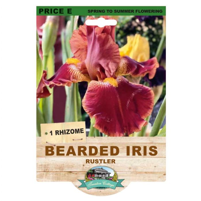 Bearded Iris Rustler (Pack of 1 Rhizome)