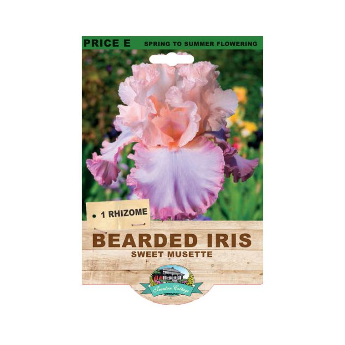 Bearded Iris Sweet Musette (Pack of 1 Rhizome)