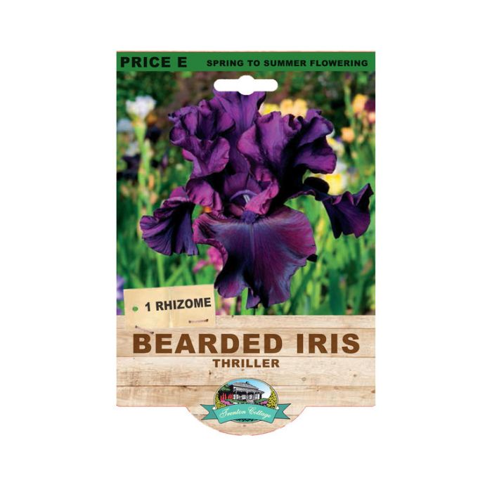 Bearded Iris Thriller (Pack of 1 Rhizome)