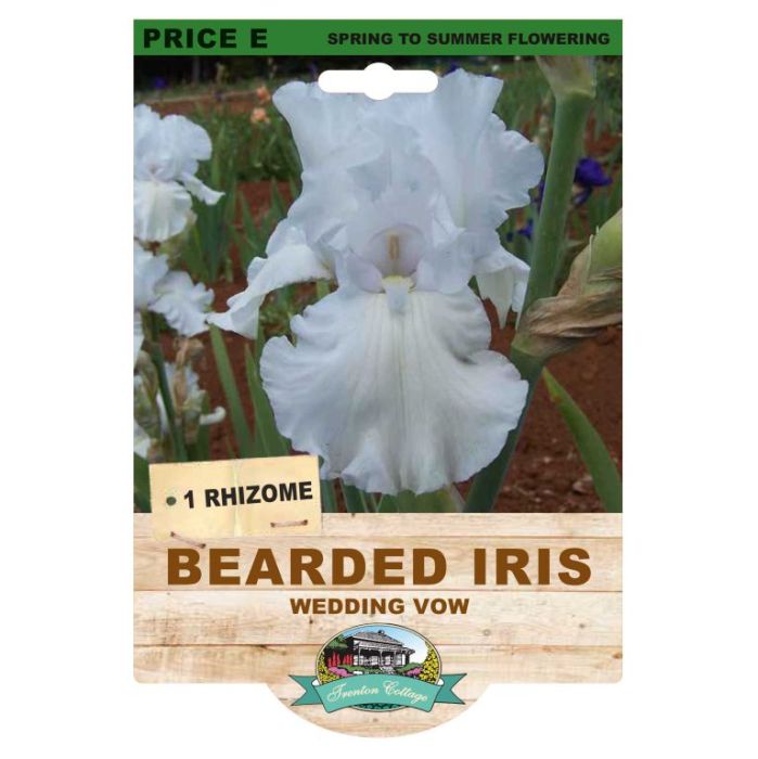Bearded Iris Wedding Vow (Pack of 1 Rhizome)