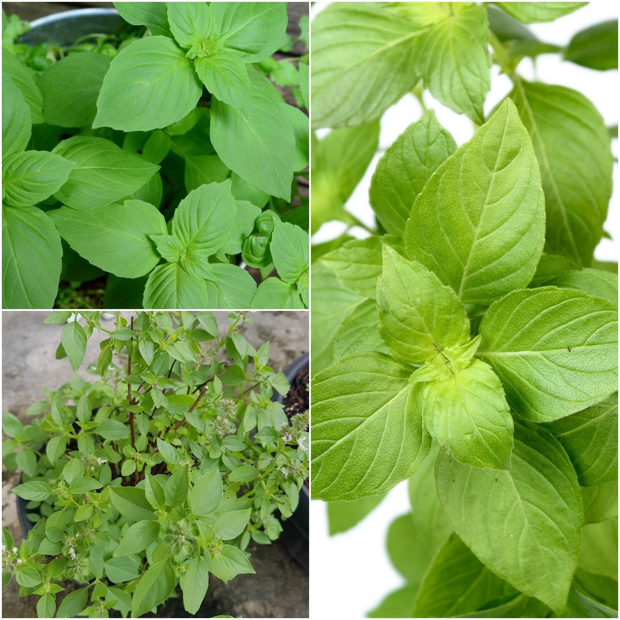 Basil - Lemon seeds