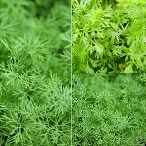 Coriander - Confetti Frilly seeds