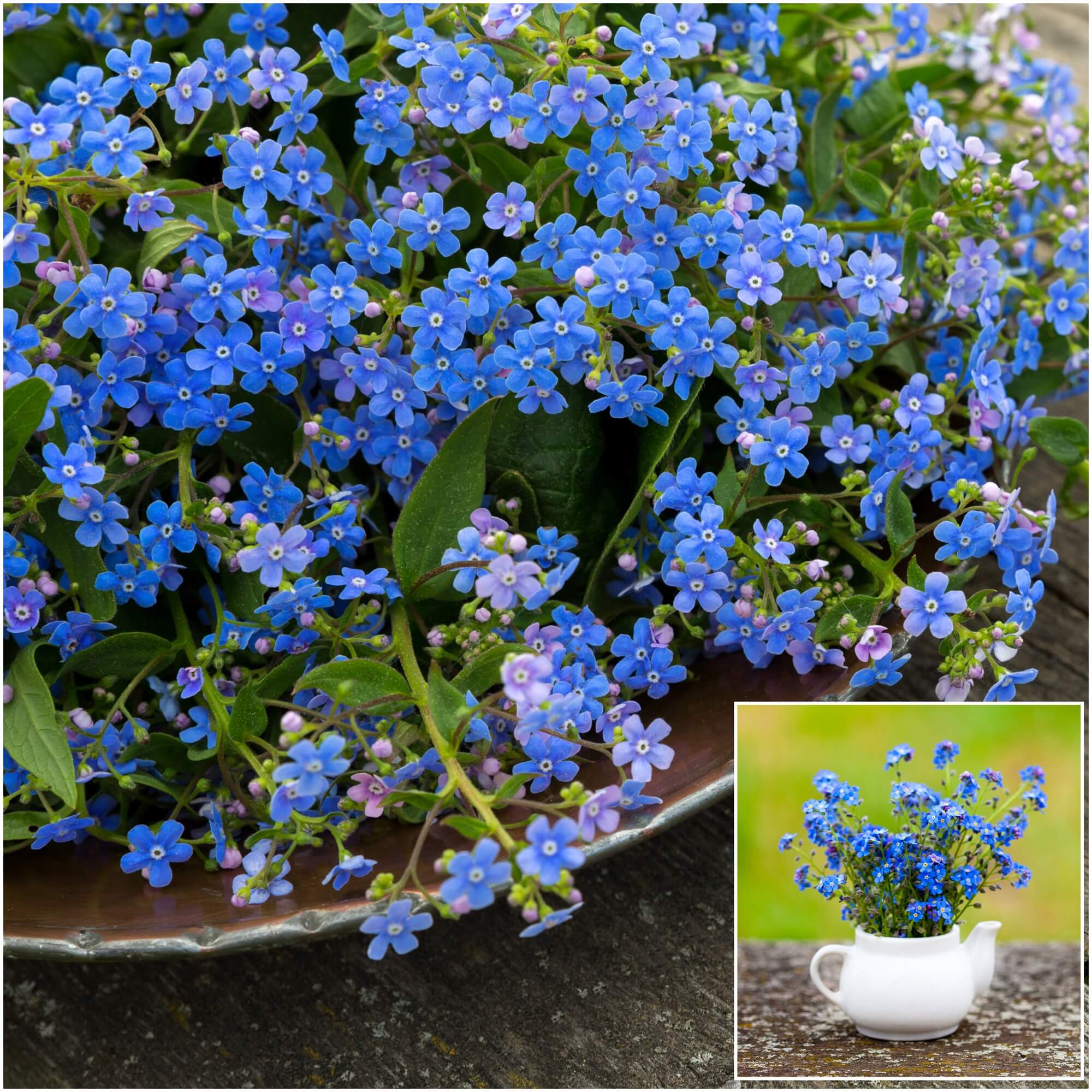 Forget Me Not - Indigo Blue seeds