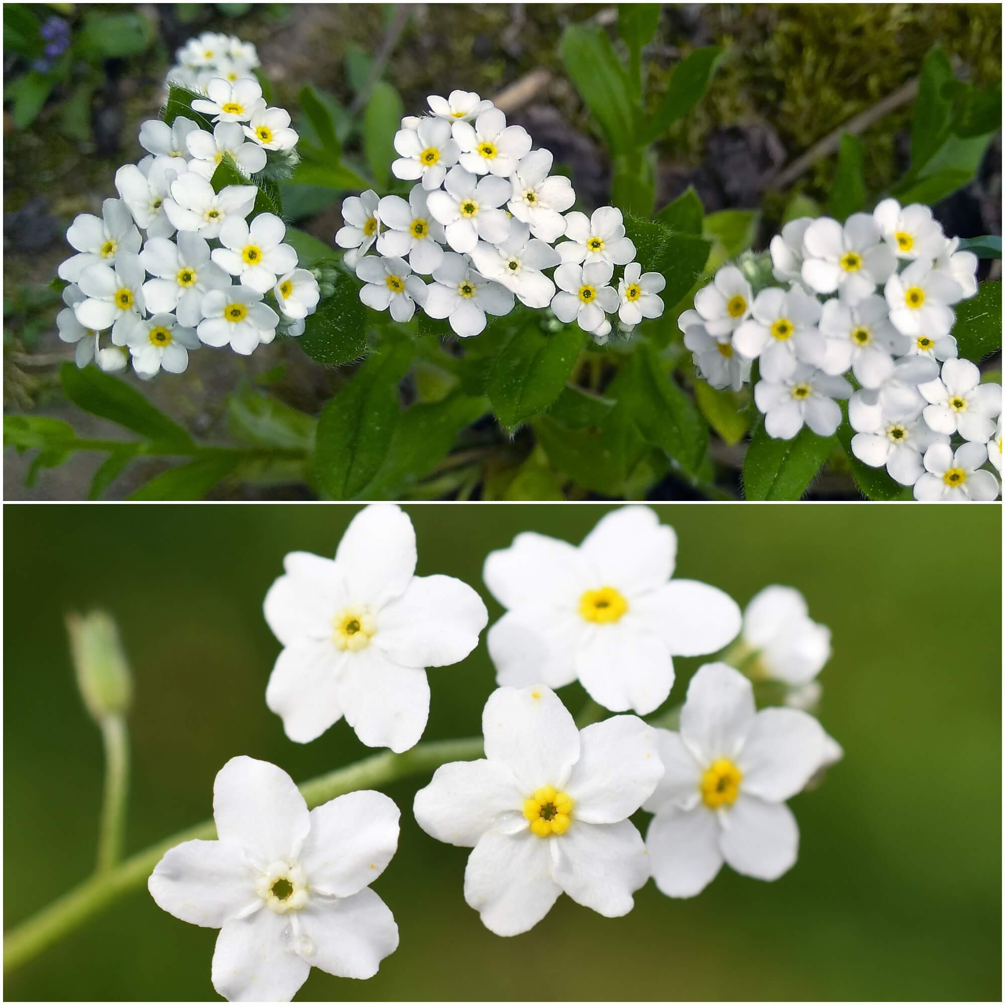 Forget Me Not - White seeds