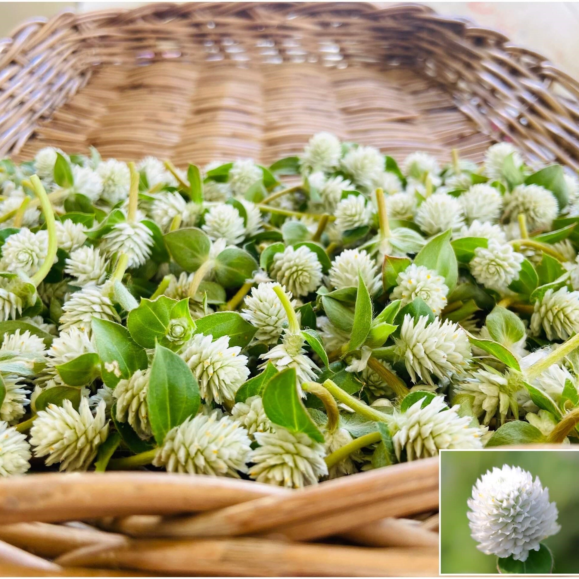 Globe Amaranth - Tall White seeds