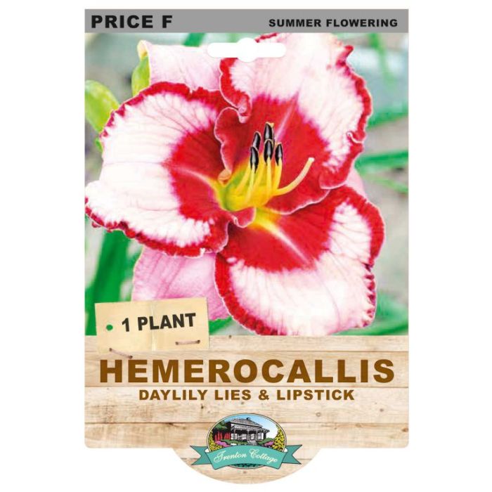 Hemerocallis Daylily Lies & Lipstick (Pack of 1)