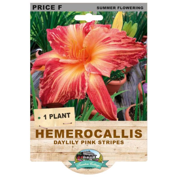Hemerocallis Daylily Pink Stripes (Pack of 1)