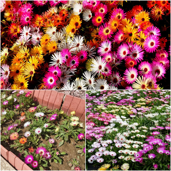 「Daisy」ピュアルネッサンス　ホルミシスヒザティ Daisy」ピュアルネッサンス ホルミシスヒザティ Daisy」ピュア