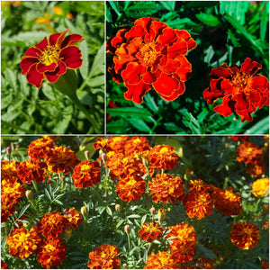 Marigold - Dwarf Double Red Cherry seeds