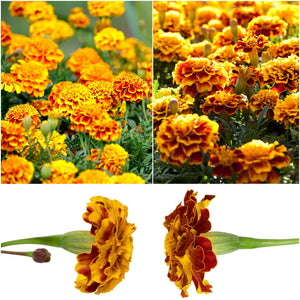 Marigold - Fiesta seeds