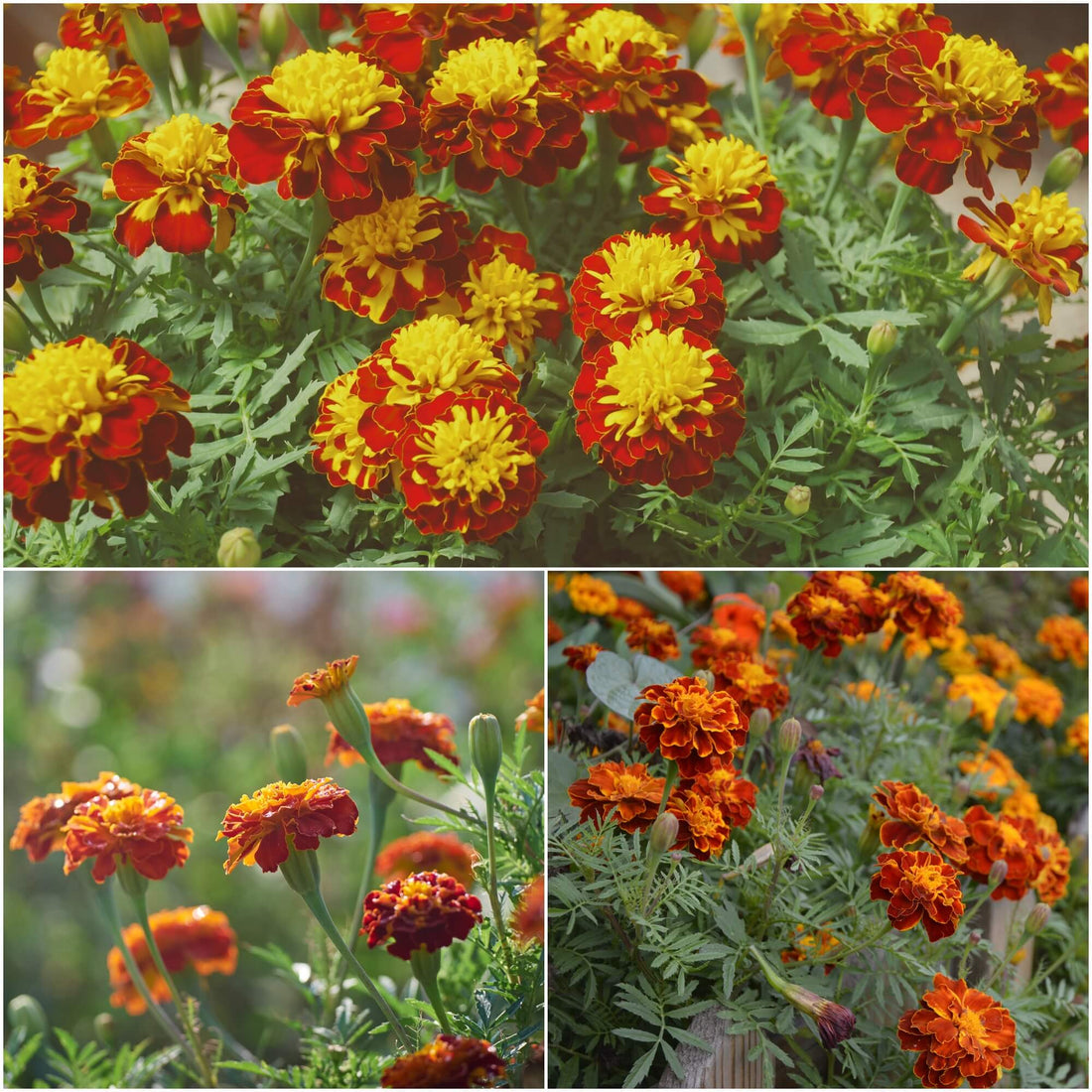 Buy Marigold Petite Series Harmony seeds Online Happy Valley Seeds