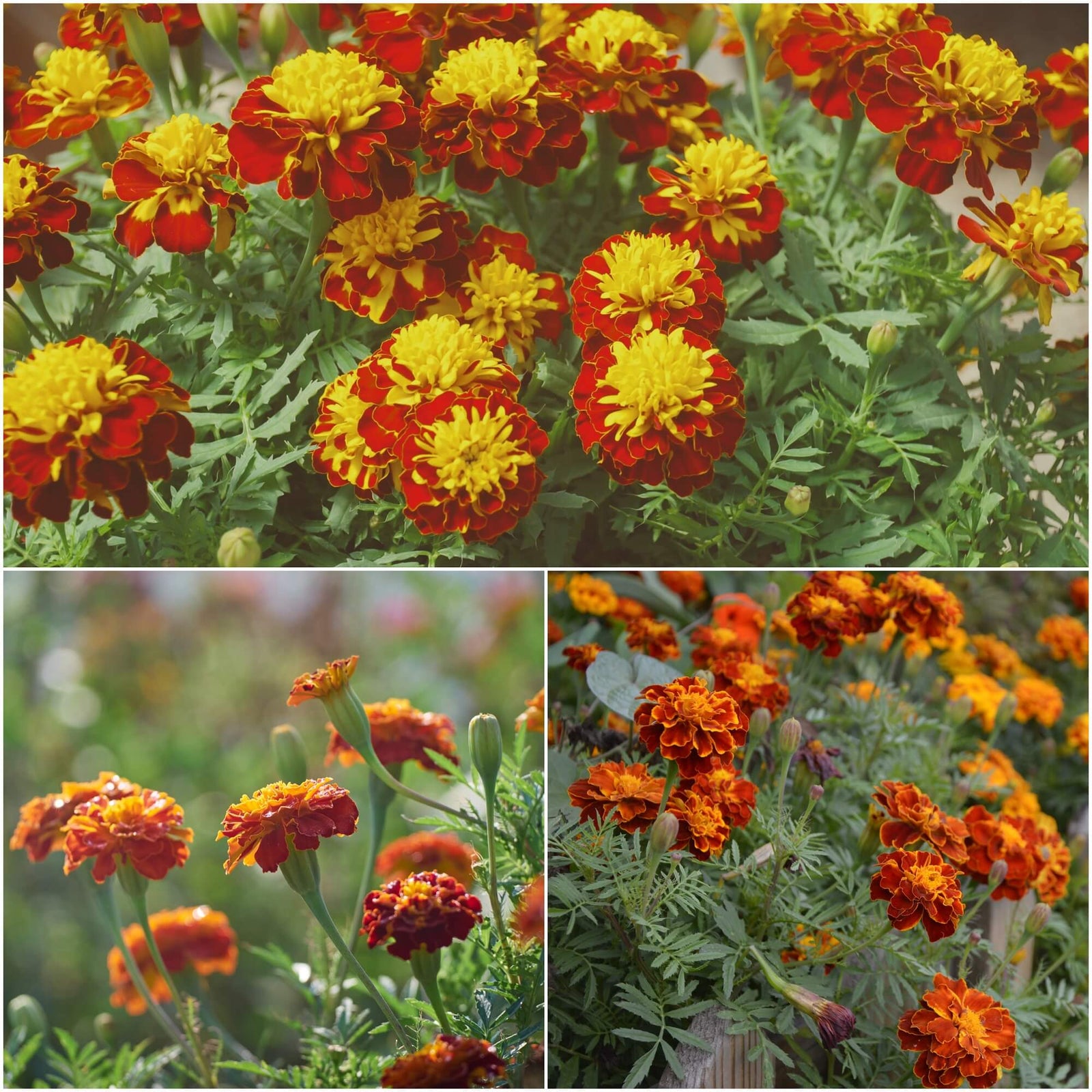 Buy Marigold seeds Online Happy Valley Seeds