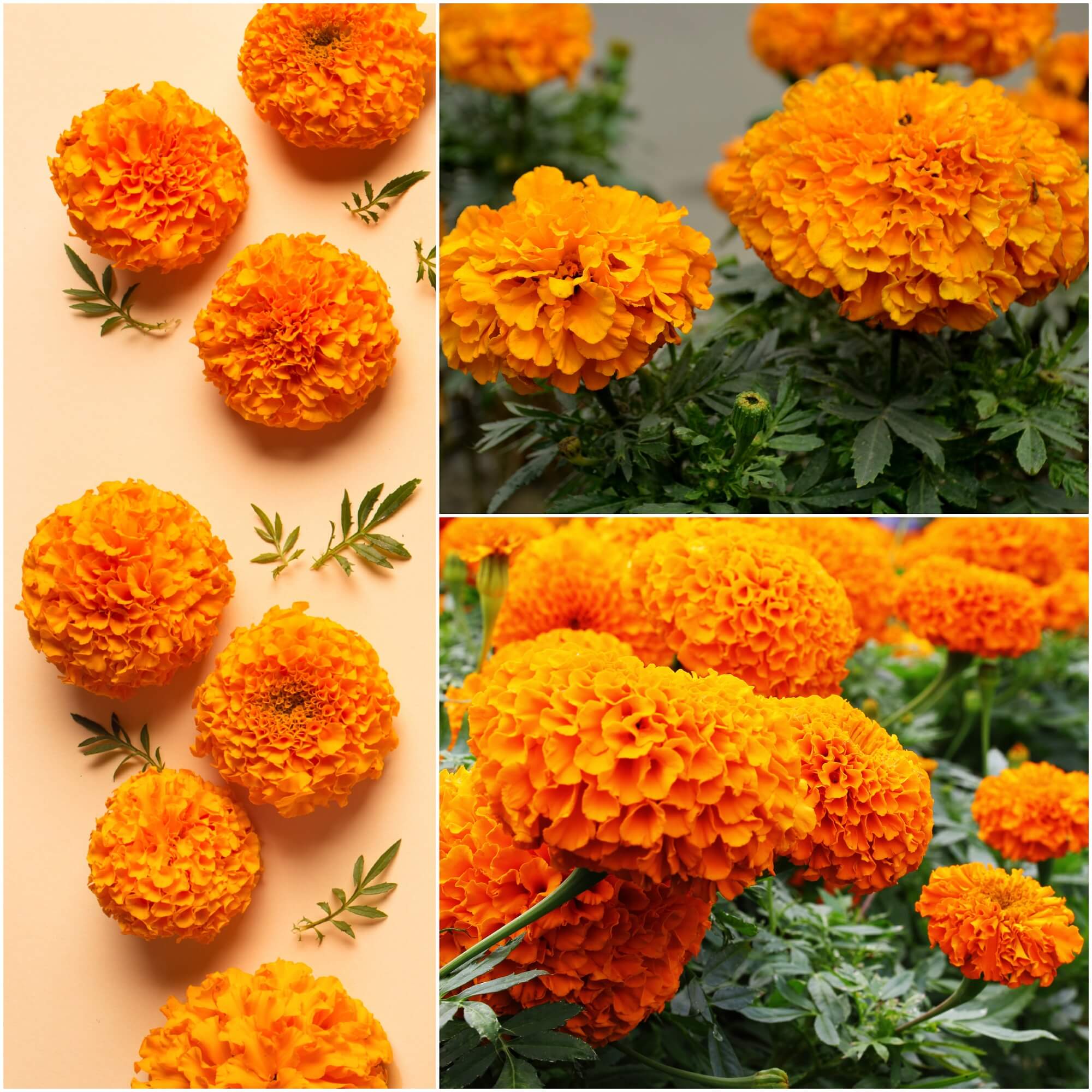 Marigold - Sierra Orange seeds