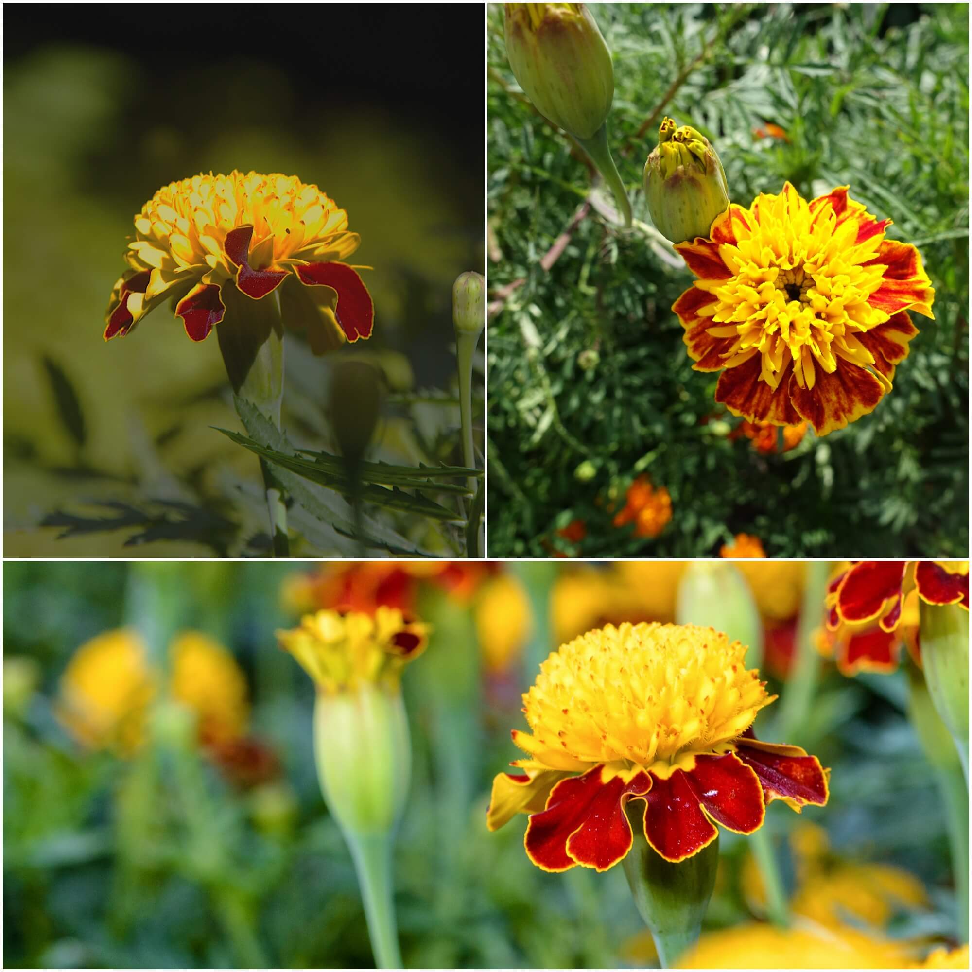 Marigold (French) - Tiger Eyes seeds