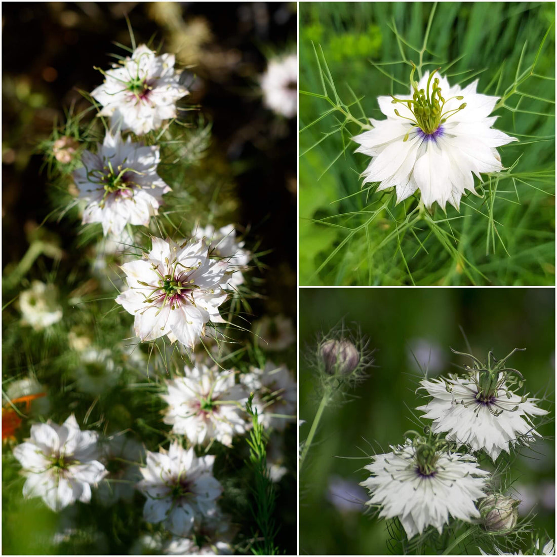 Buy Nigella Miss Jekyll White seeds Online Happy Valley Seeds