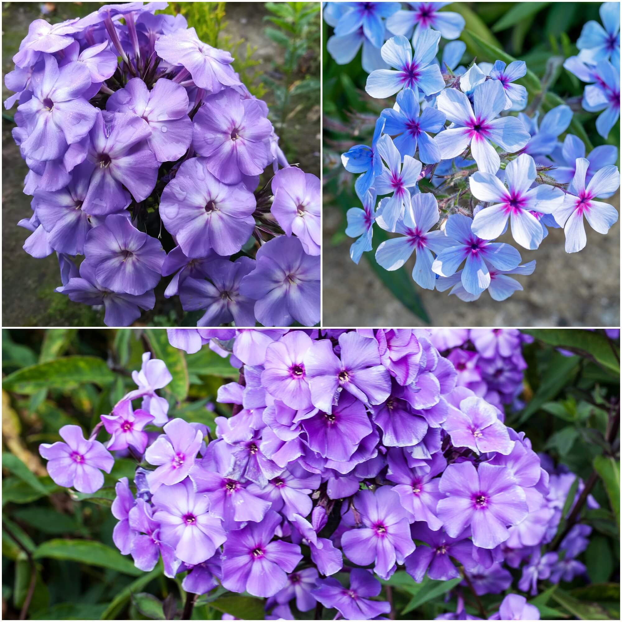 Phlox - Beauty Blue seeds