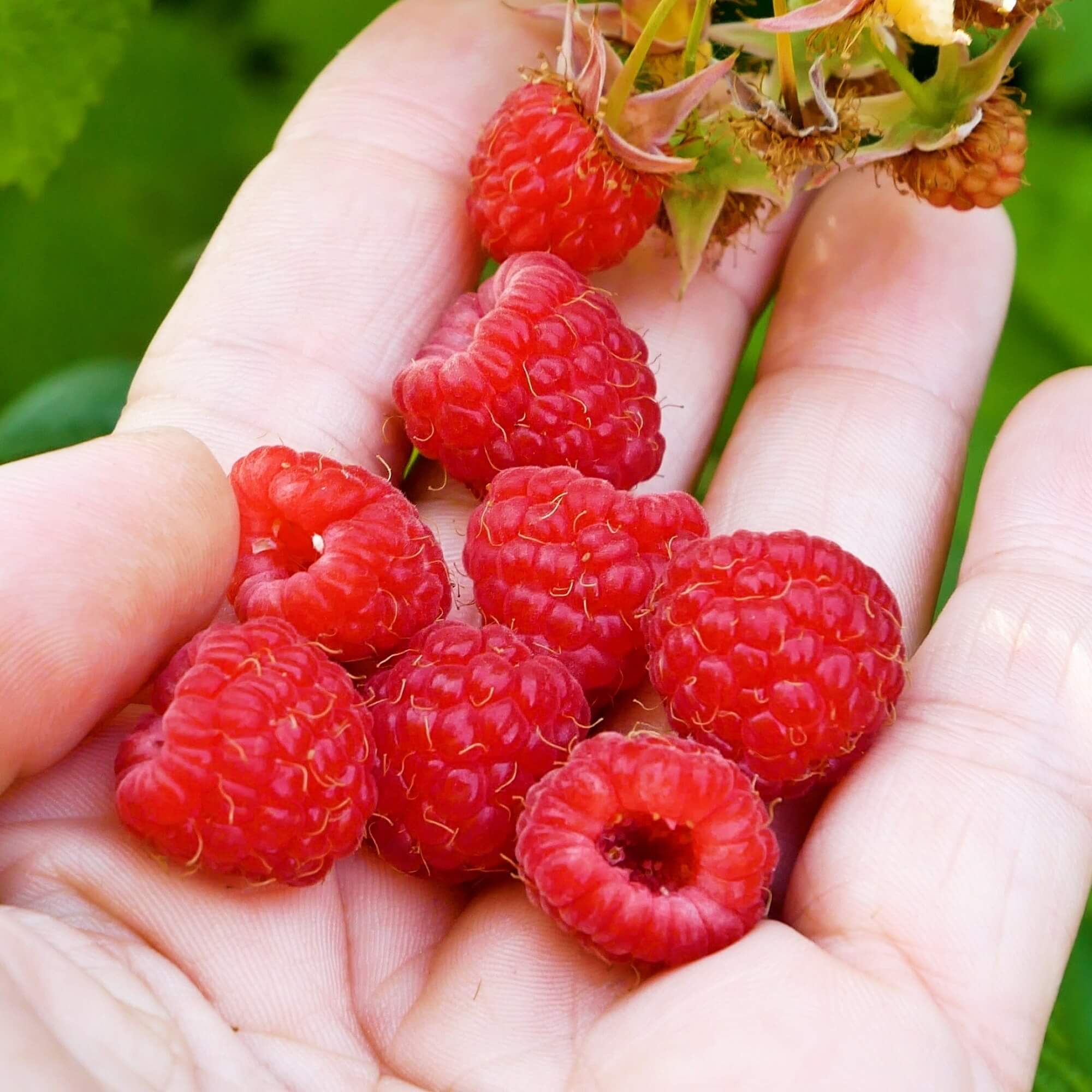 Raspberry - Willamette (Pack of 2 Canes)