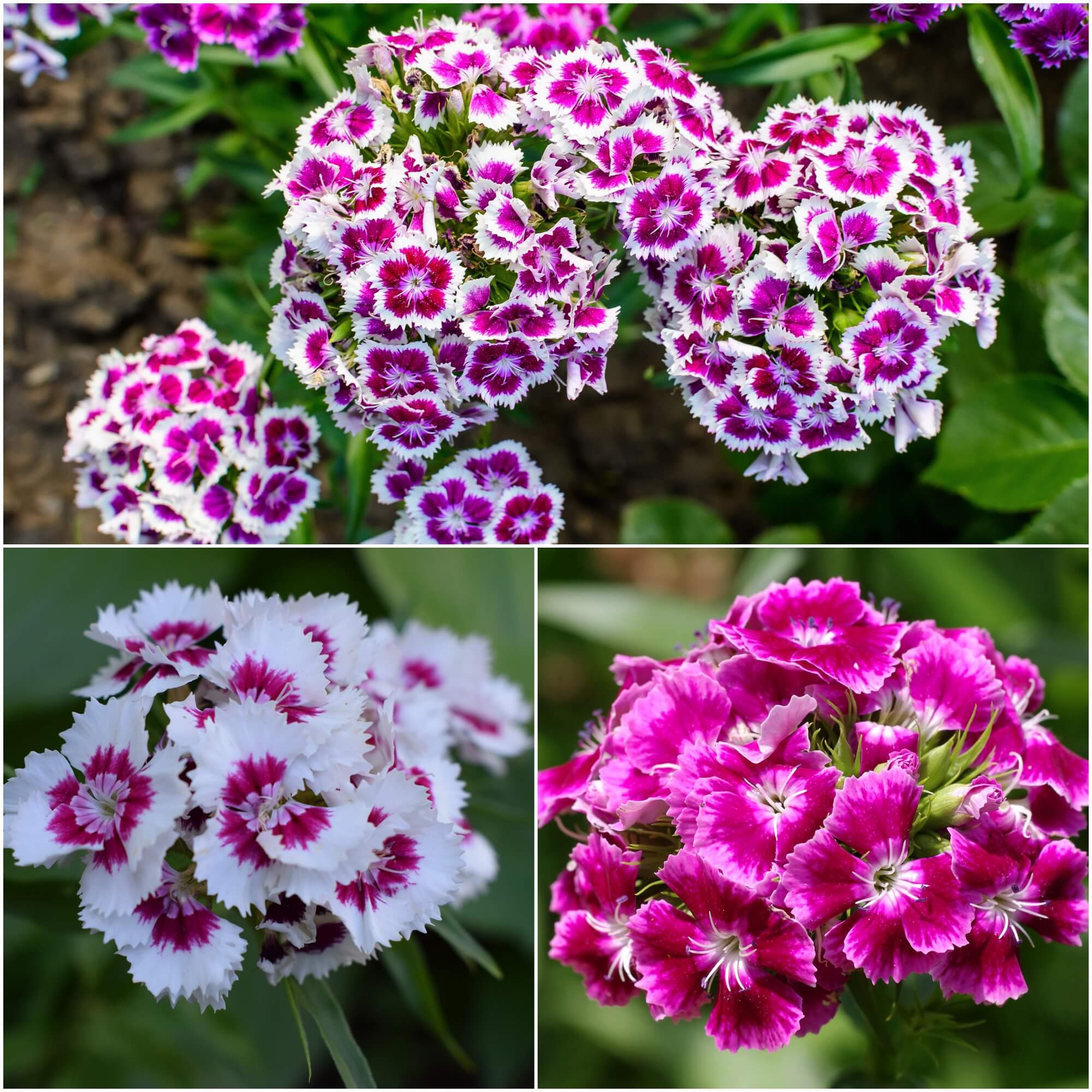 Sweet William - Tall Single Herald of Spring seeds