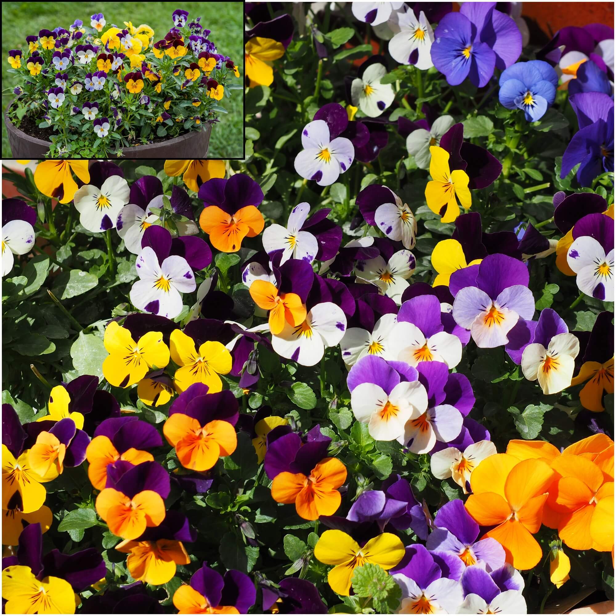 Viola (Pansy) - Atlas Mix seeds