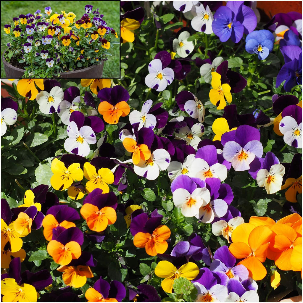 Buy Viola (Pansy) Atlas Mix seeds Online Happy Valley Seeds