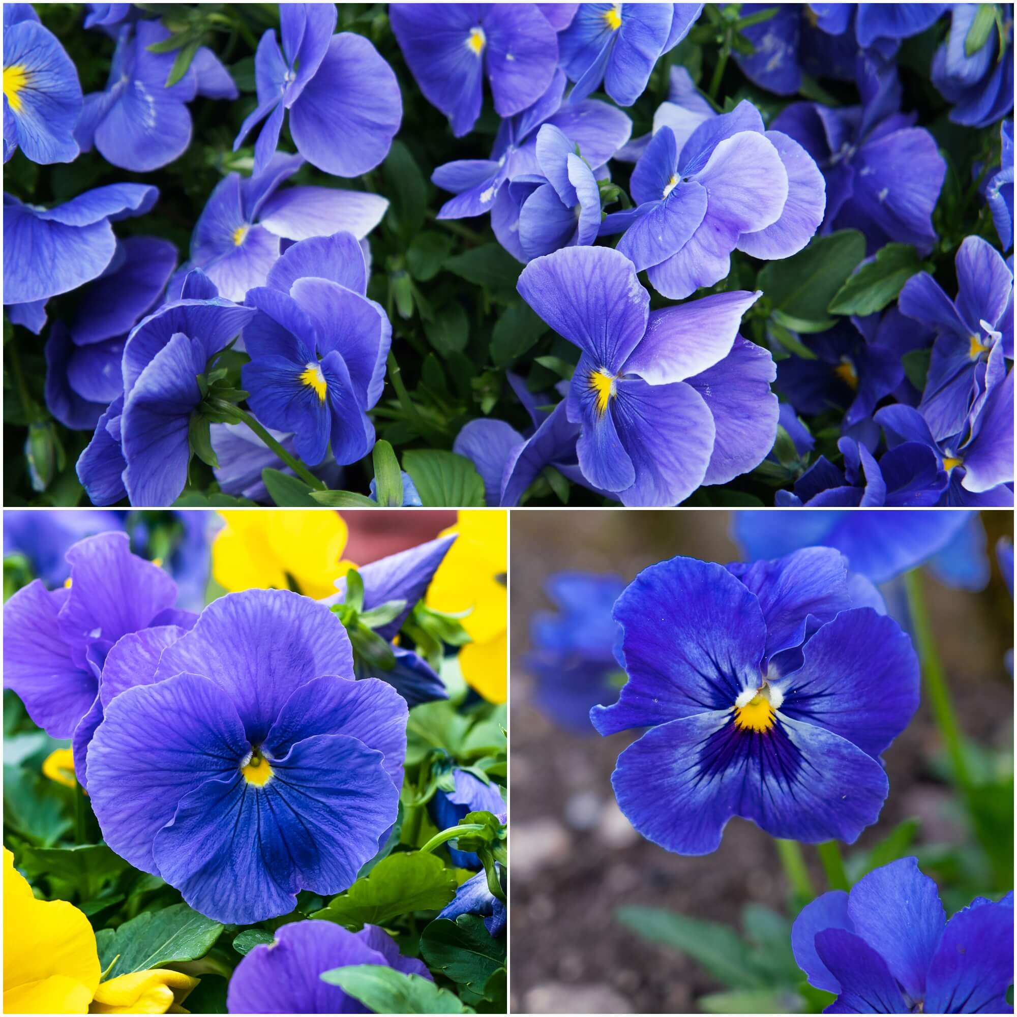 Viola (Pansy) - Clear Crystals Space Blue seeds