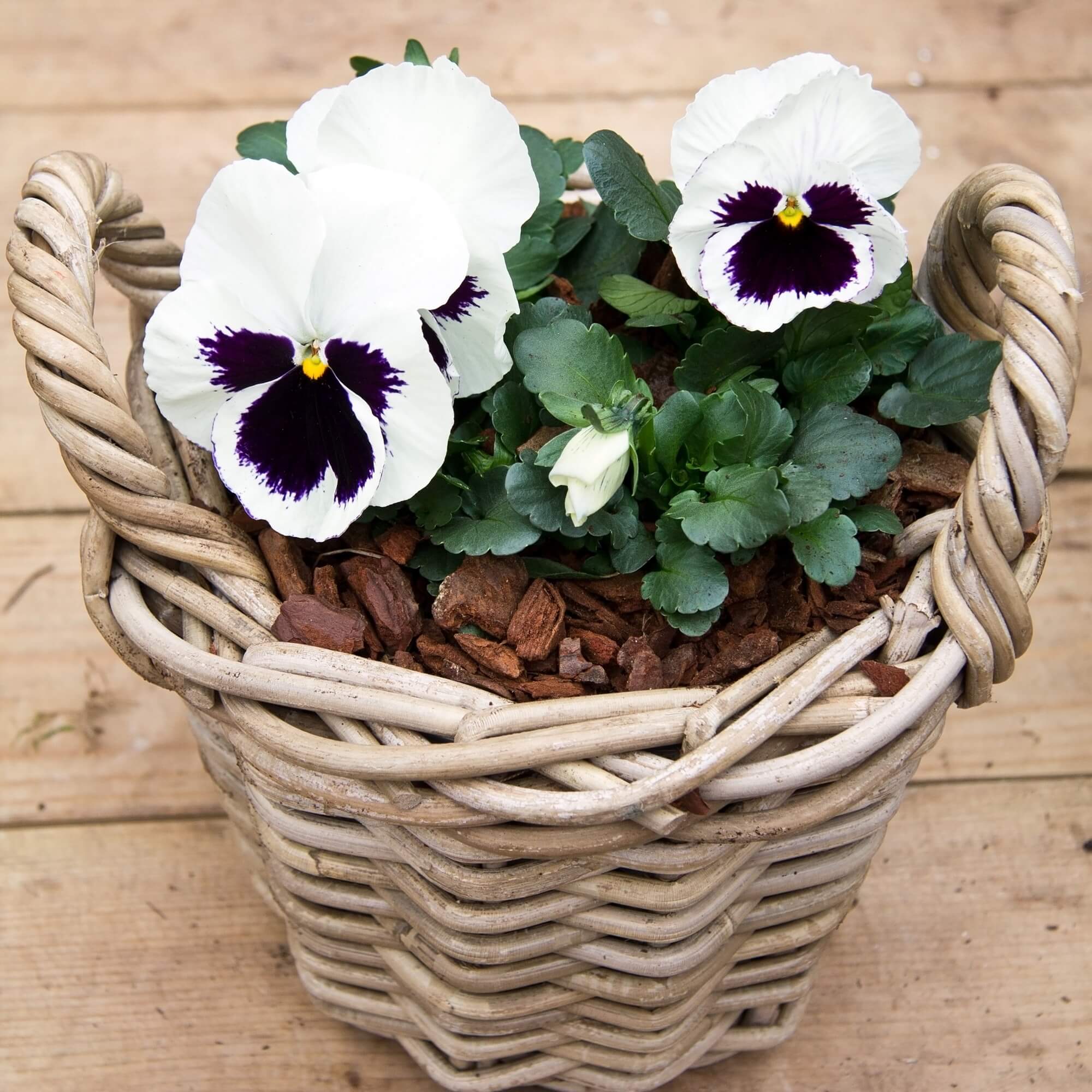Viola (Pansy) - Contessa White Blotch seeds
