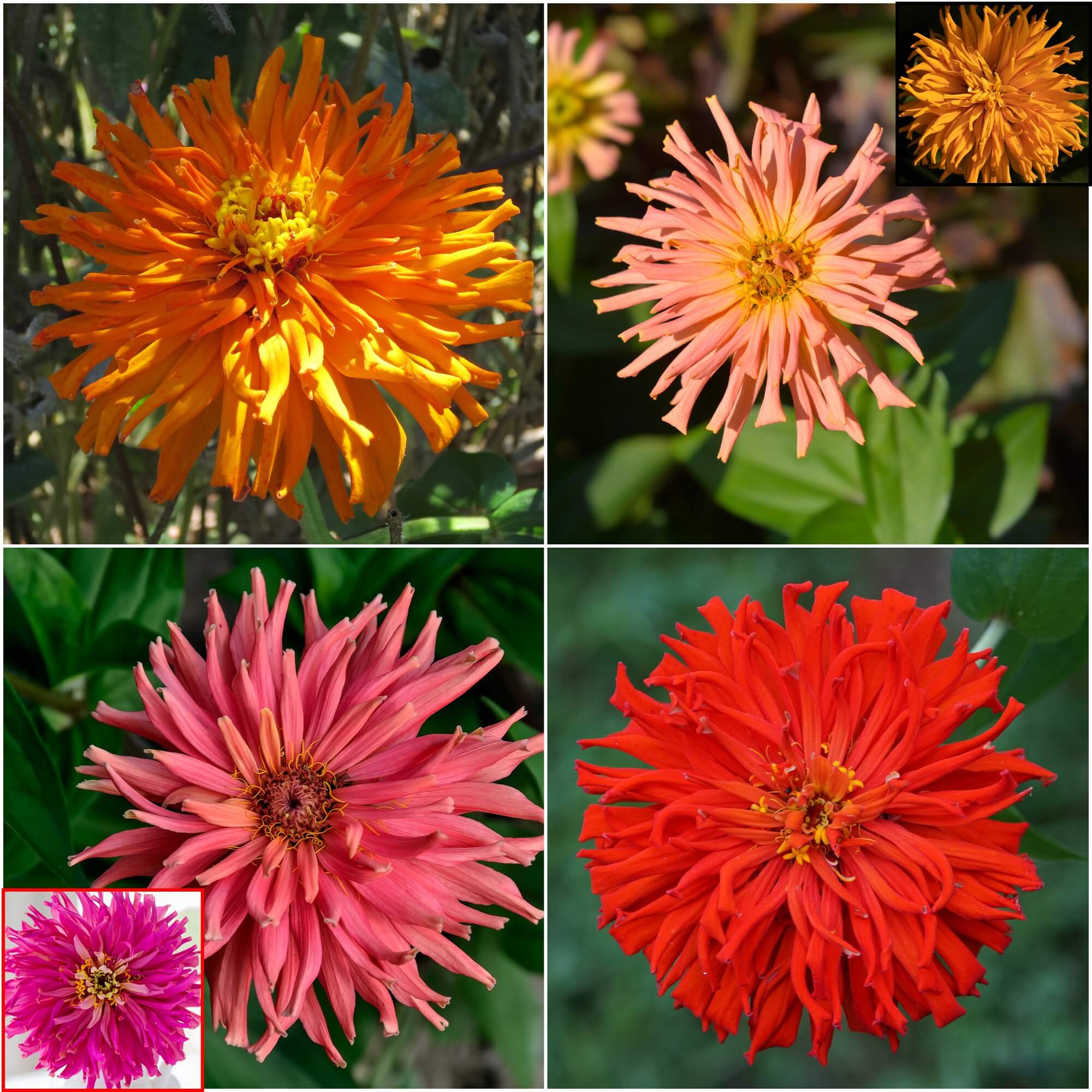 Zinnia - Burpeeana Mixed seeds