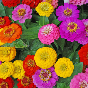 Zinnia - Tetra State Fair seeds