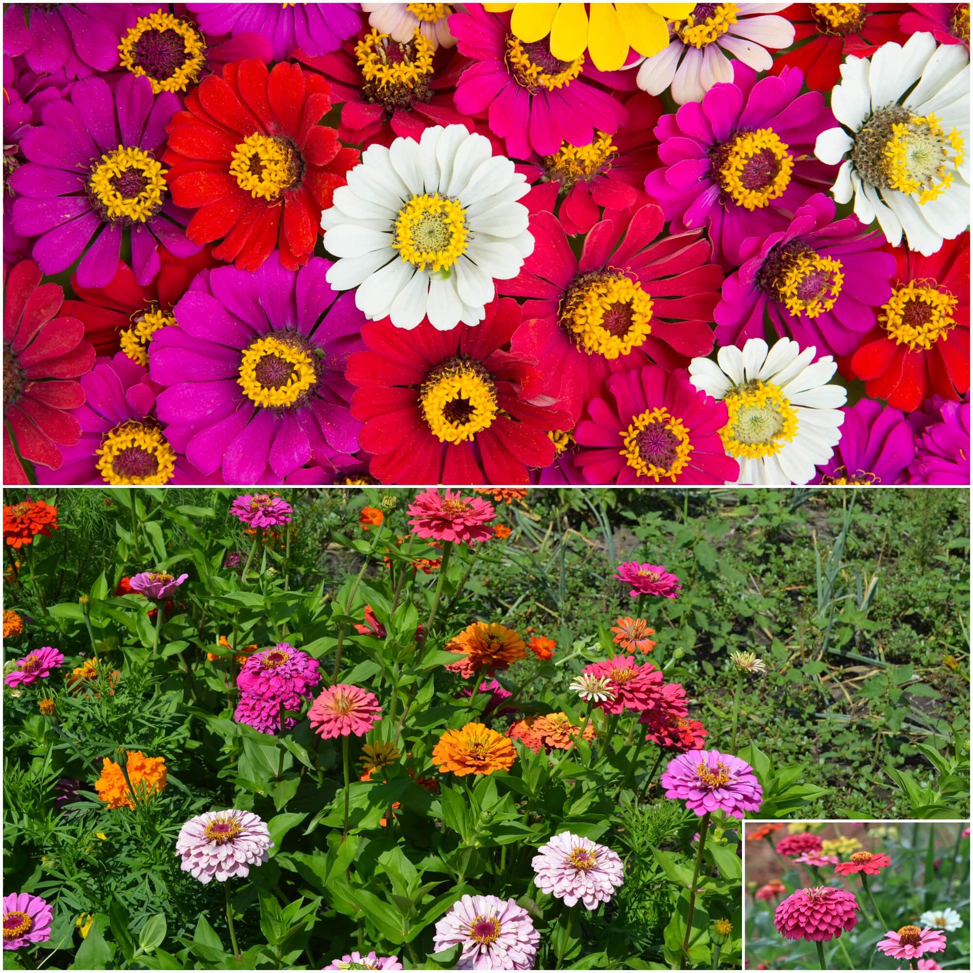 Zinnia - Thumbelina Dwarf Mix seeds