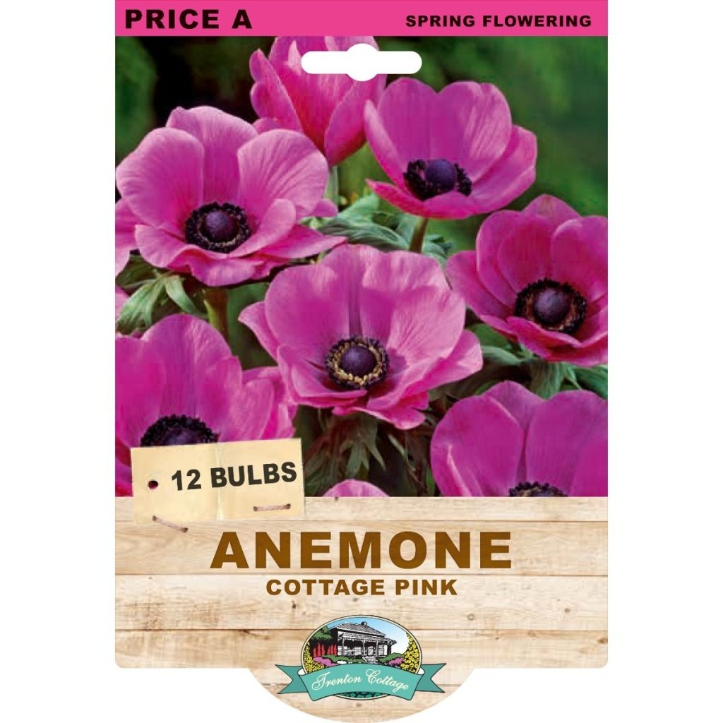 Anemone Cottage Pink (Pack of 12 Bulbs) - Happy Valley Seeds