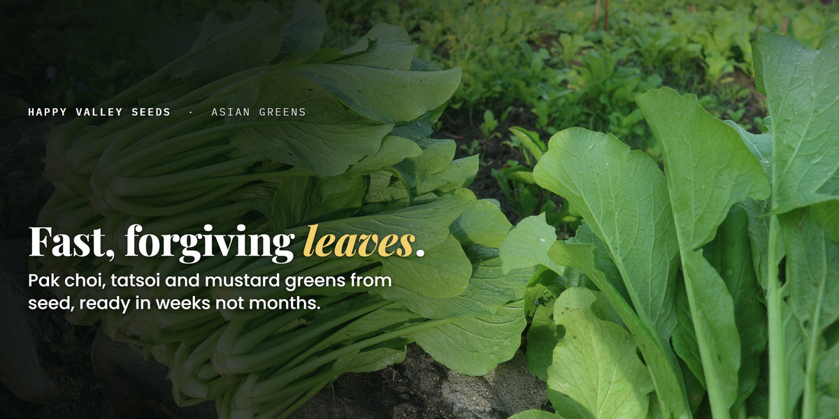 Fast, forgiving leaves. Pak choi, tatsoi and mustard greens from seed, ready in weeks not months.