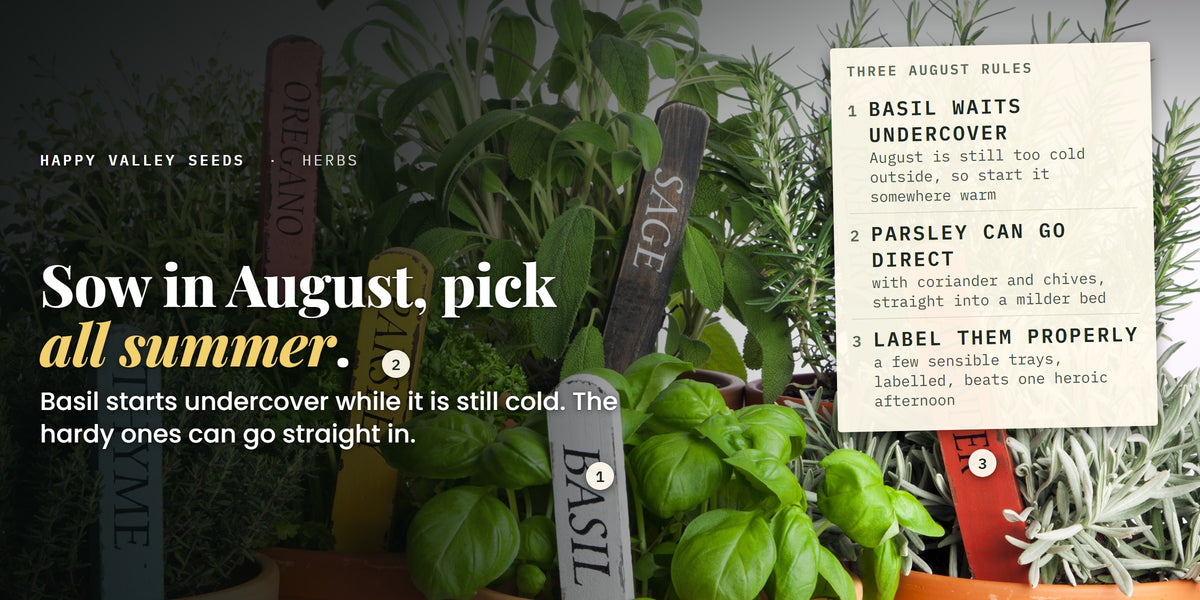 Labelled terracotta pots of herbs, marked basil waits undercover, parsley can go direct and label them properly, under the headline sow in August, pick all summer