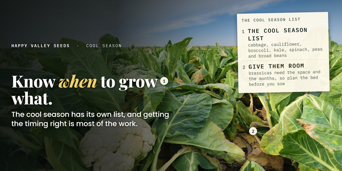 Rows of cauliflower growing in the field, marked the cool season list and give them room, under the headline know when to grow what