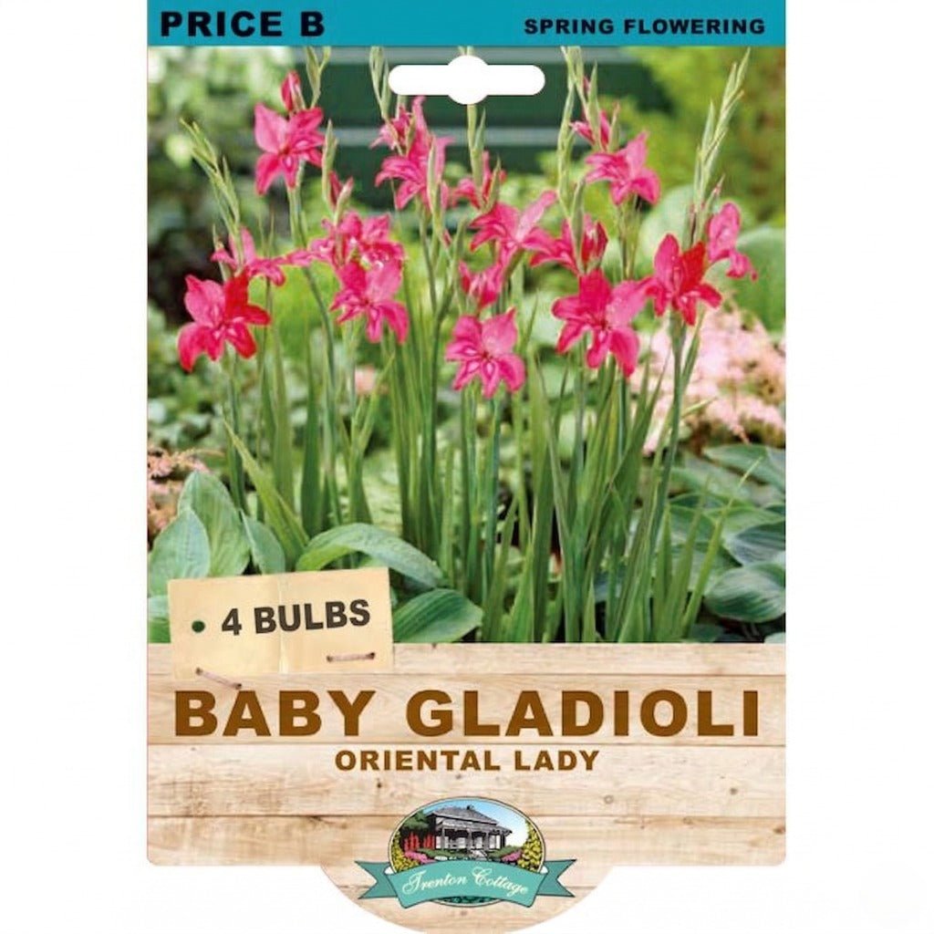 Baby Gladioli Oriental Lady (Pack of 4 Bulbs) - Happy Valley Seeds