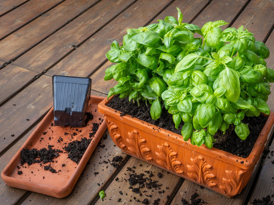 Basil