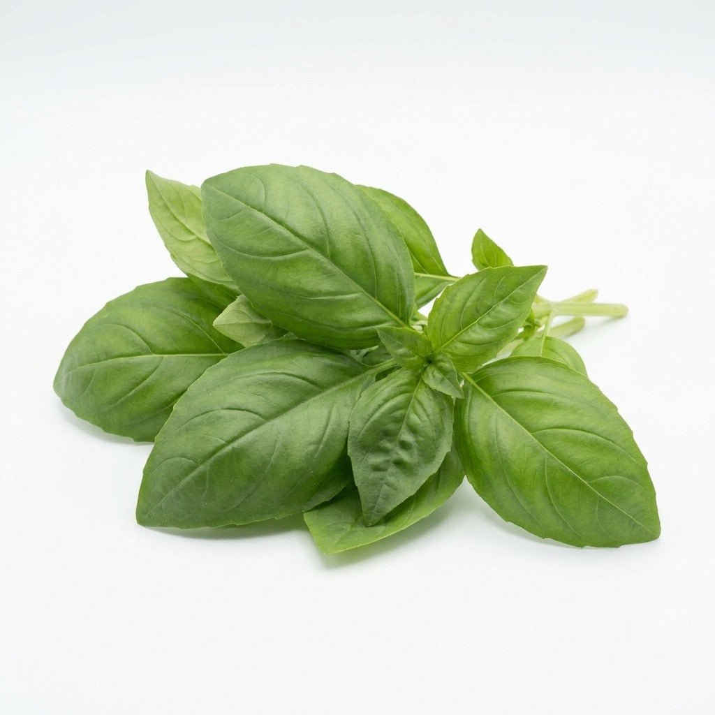 Basil - Large Sweet Italian seeds (Organic) - Happy Valley Seeds