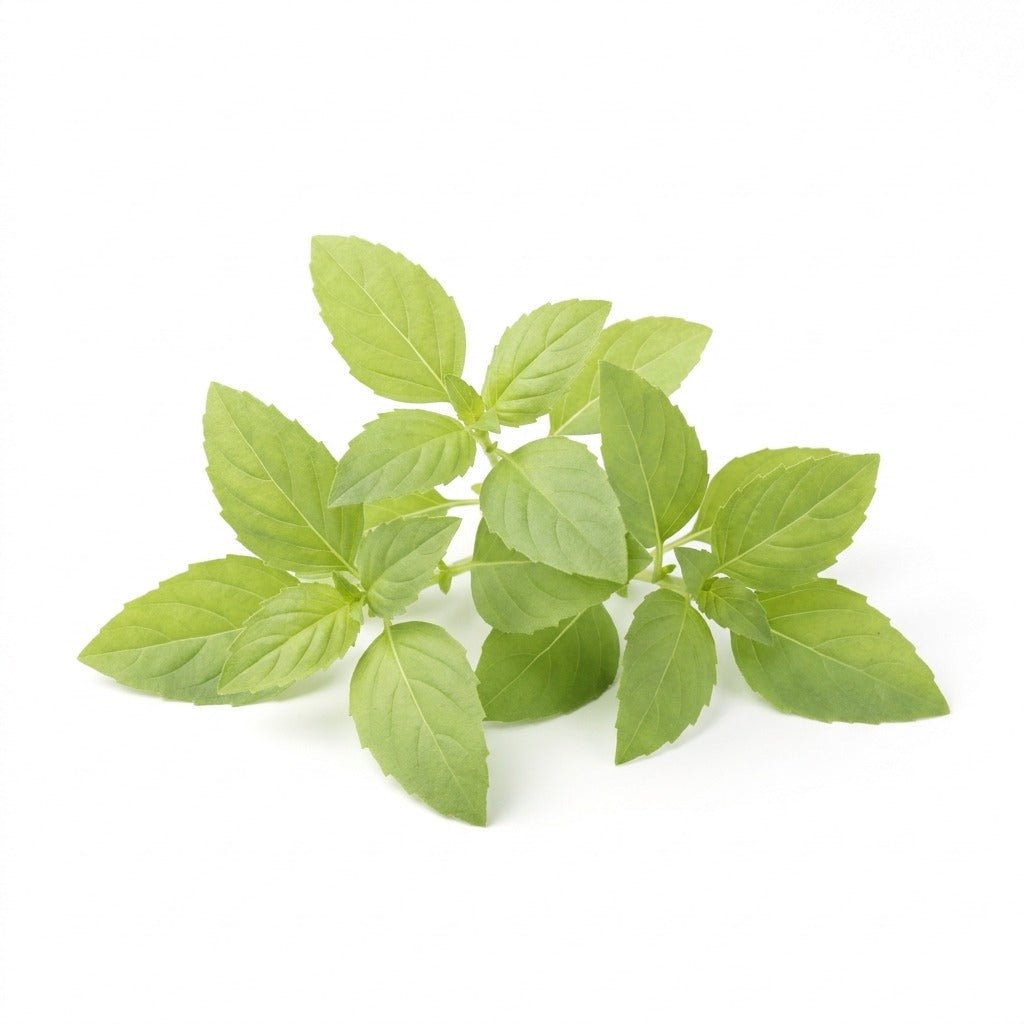 Basil - Lemon seeds (Organic) - Happy Valley Seeds