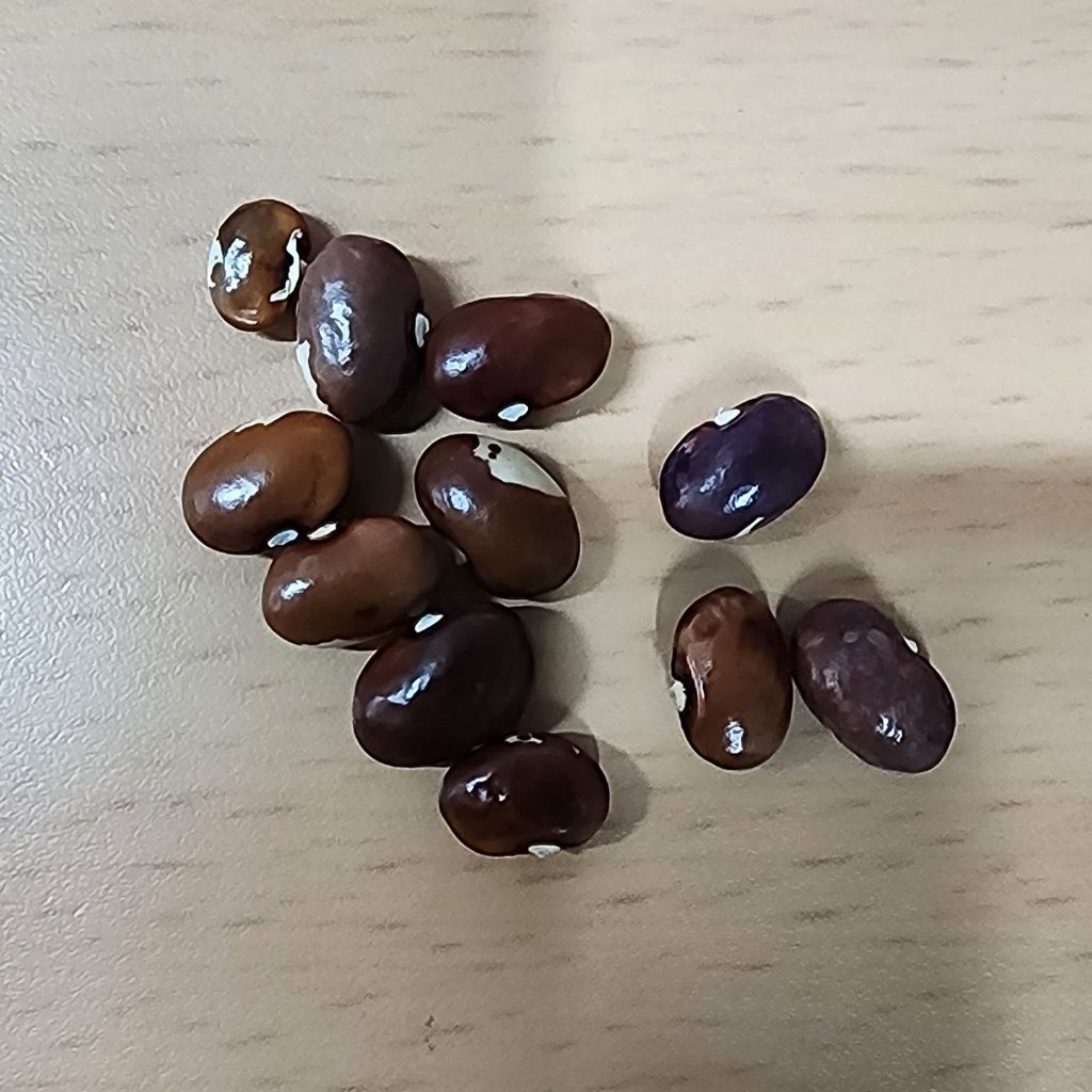 Bean Climbing - Portuguese Butter seeds - Happy Valley Seeds