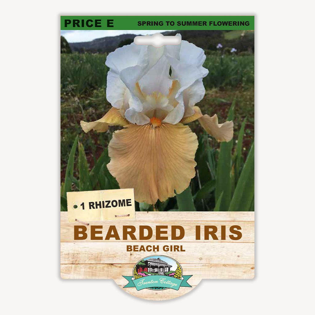 Bearded Iris Beach Girl (Pack of 1 Rhizome) - Happy Valley Seeds