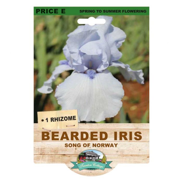 Bearded Iris Song of Norway (Pack of 1 Rhizome) - Happy Valley Seeds