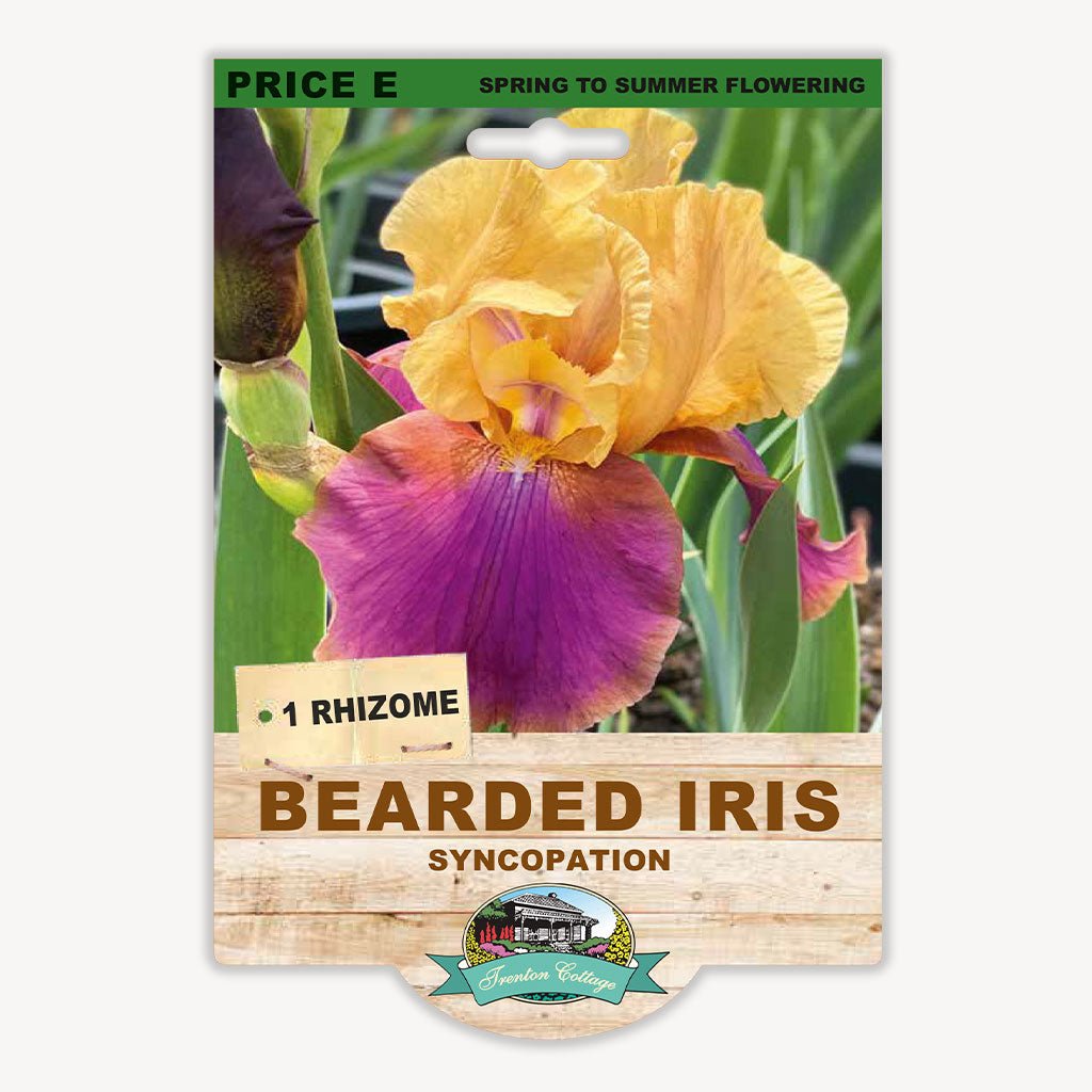 Bearded Iris Syncopation (Pack of 1 Rhizome) - Happy Valley Seeds